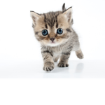 Team CatRB