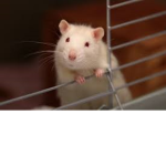 The real Rat Nation with cheese.