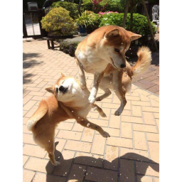 Ragdoll Fight Mall