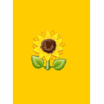 My sunflowers xx