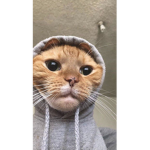 Cat crew <3