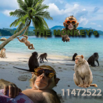 The Monkey's ୨୧