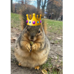 Sneaky spy squirrels