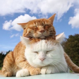 ♥