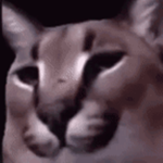 Amazing Animal Friends