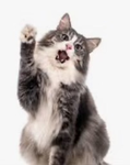 High five cat club