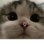 Lv4cats<3