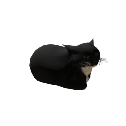 Maxwell the cat gear