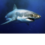 Shark Squad! (SHARKZ)