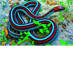 the friendly snake group