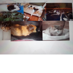 my pets united