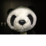 panda for living