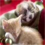 Cats And Dog Lovers