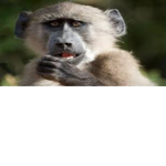 United Monkehhsss