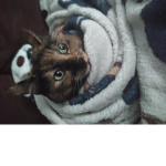 fuffy