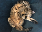 Gray tabby group