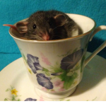 D34D RAT' S TEA!