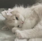 •kitty power forever•
