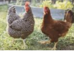 Chicken friend squad