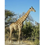 Clever giraffes