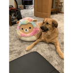 Dog Planet