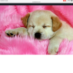 The Puppy People crew