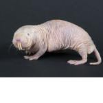 were the molerats