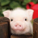 Peppa's Army