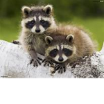 #RaccoonSquad
