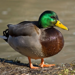 Planet of Ducks