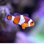 Fishy all the way!