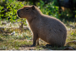 Capy+bara=capybara