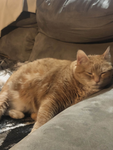 CARMA THE CAT CLUB