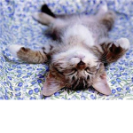 The Kitty Loverz! :3