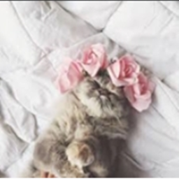 Kitty's hangout