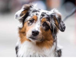 AussieGiveaways