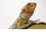 Official Lizard Army