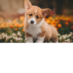 Corgi cupcake