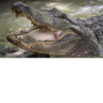 Gator Appreciation Society