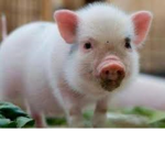 Official PIGS group