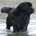 Newfoundland Dog Lovers!!!!!!!!!!!!!!!!!!
