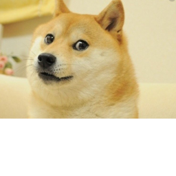 Doge Traning