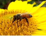 Bee Learners Group