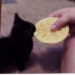 Waffle Cats2k