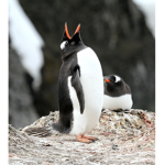 pinguin squad team!