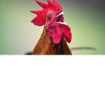 The Chicken United