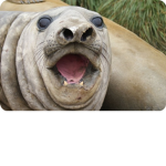 Group Of Derpy Seals