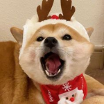 Bo SC O The DogeGaming Not Out Yet