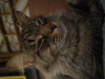 Cat lords den