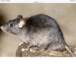 Rat Avenue